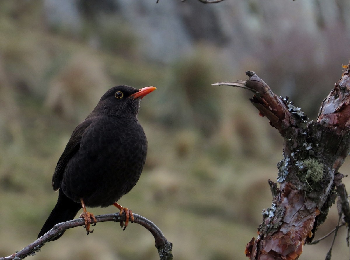 Chiguanco Thrush - ML620801644