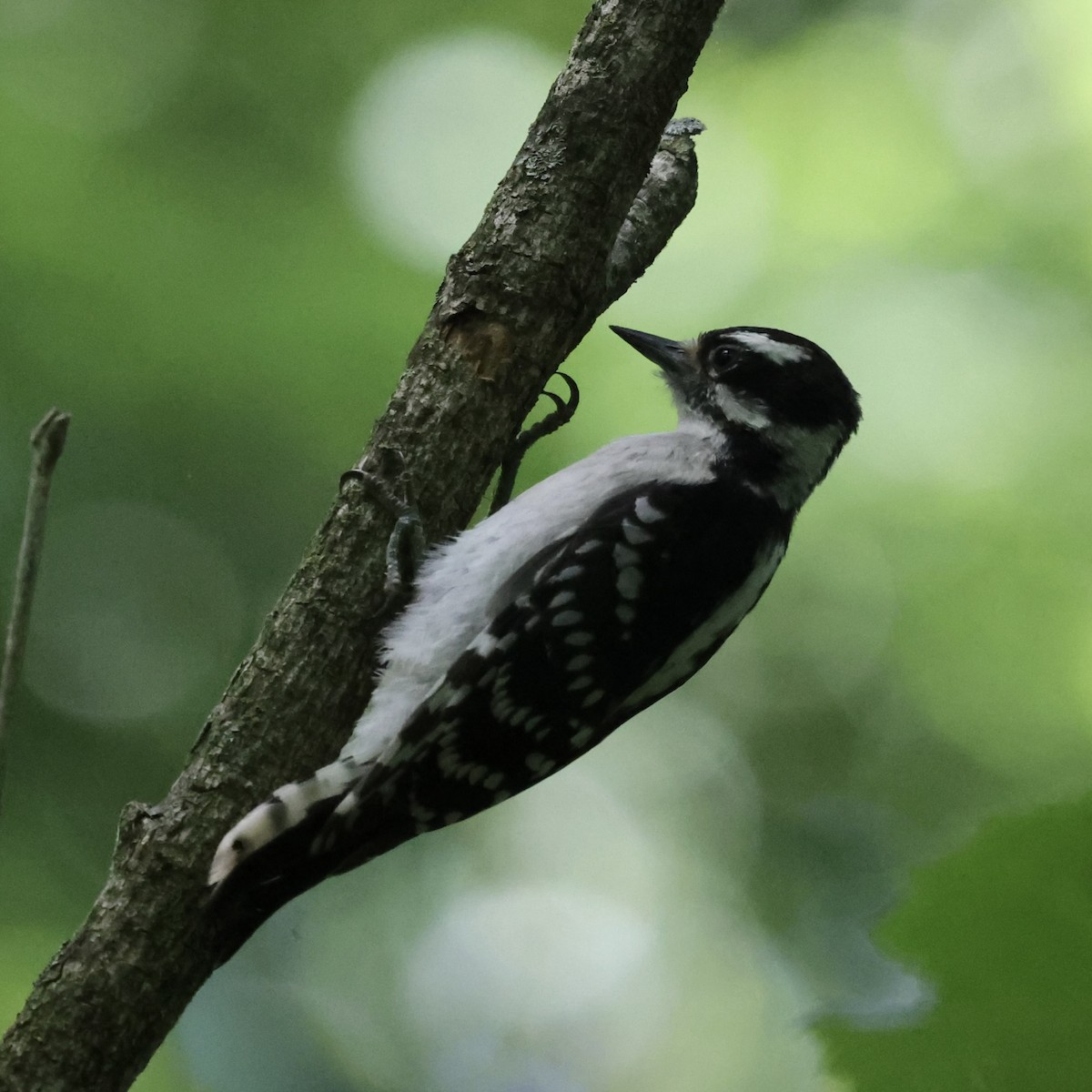 Downy Woodpecker - Michael Burkhart