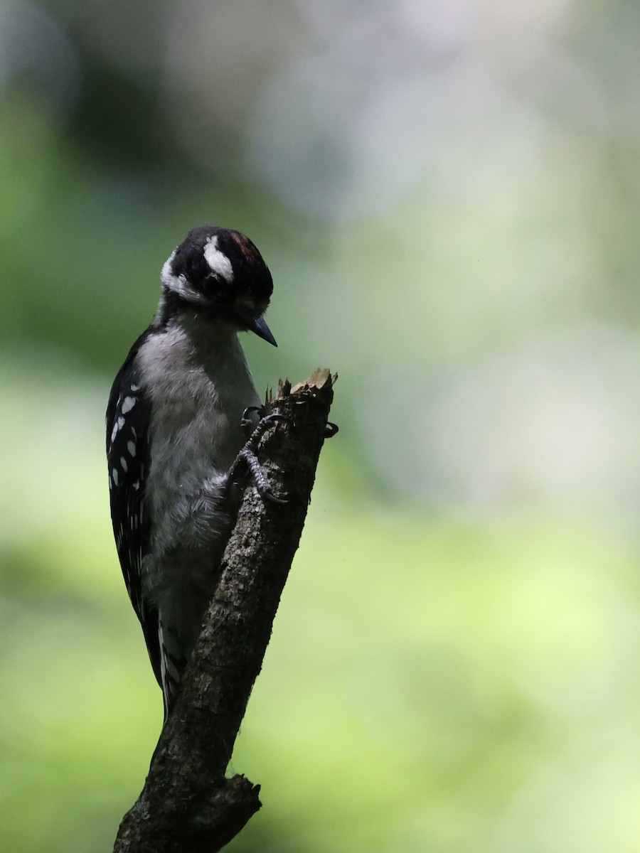 Downy Woodpecker - Michael Burkhart