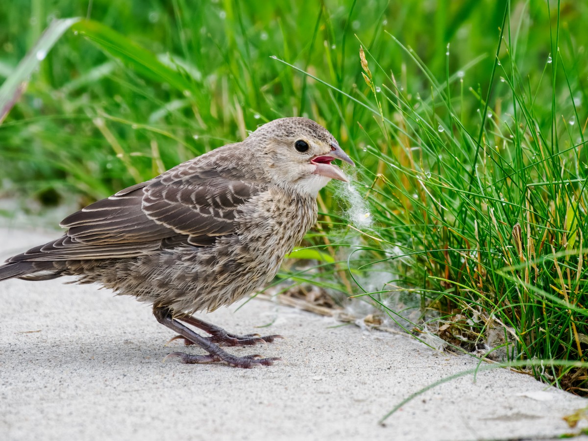 Brown-headed Cowbird - ML620801658