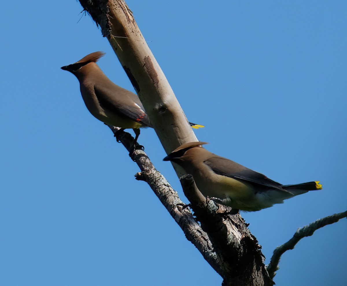 Cedar Waxwing - ML620801660