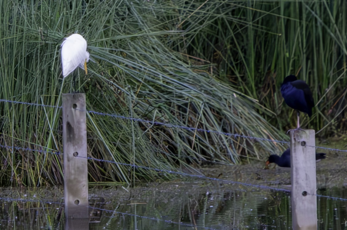 Australasian Swamphen - ML620801662