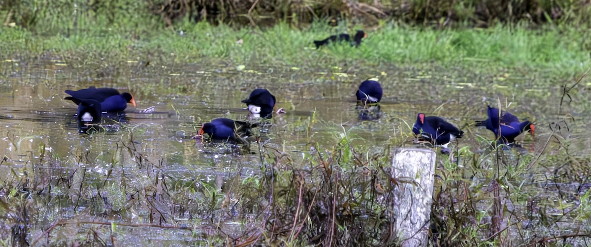 Australasian Swamphen - Rebel Warren and David Parsons