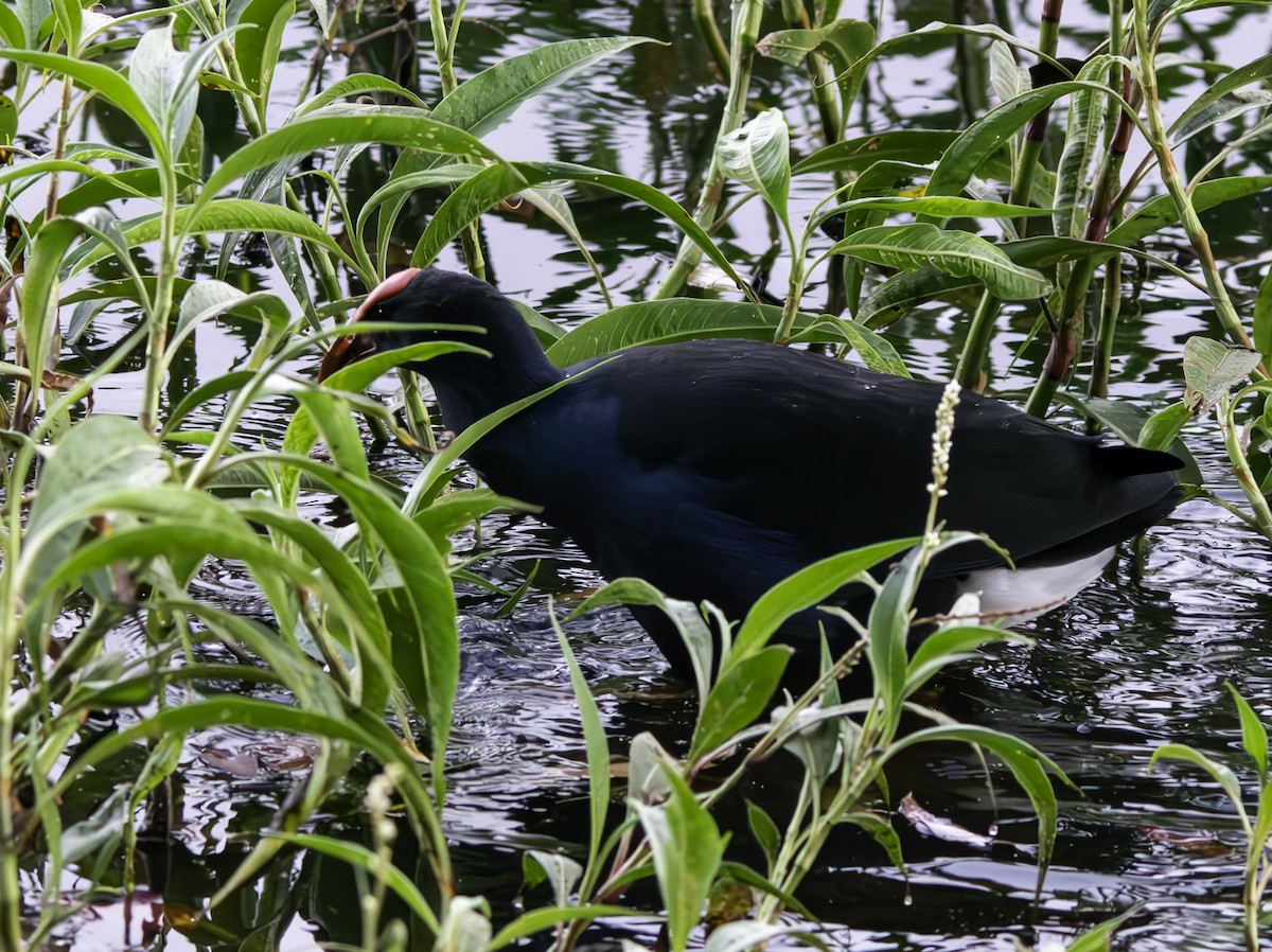 Australasian Swamphen - ML620801664