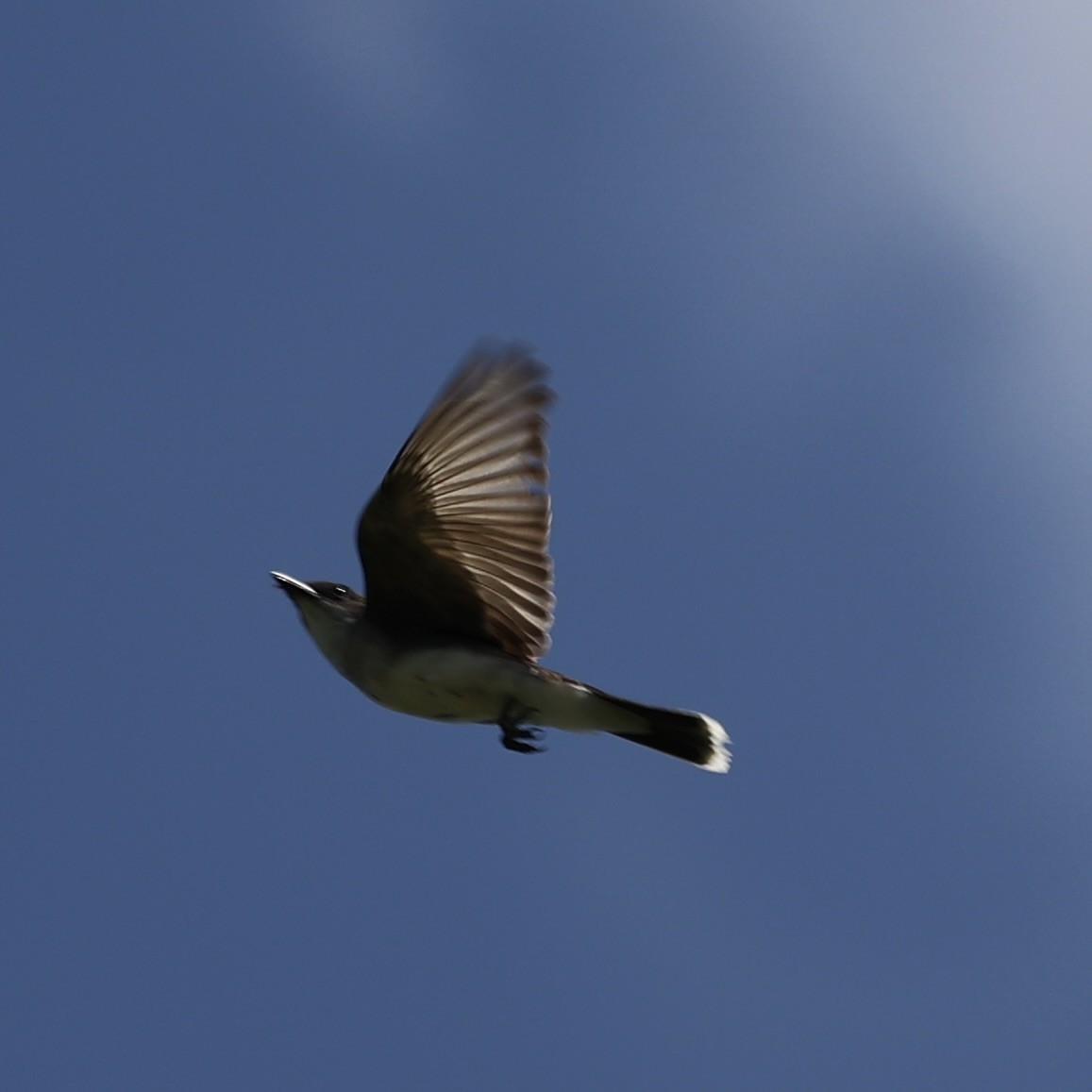 Eastern Kingbird - ML620801668