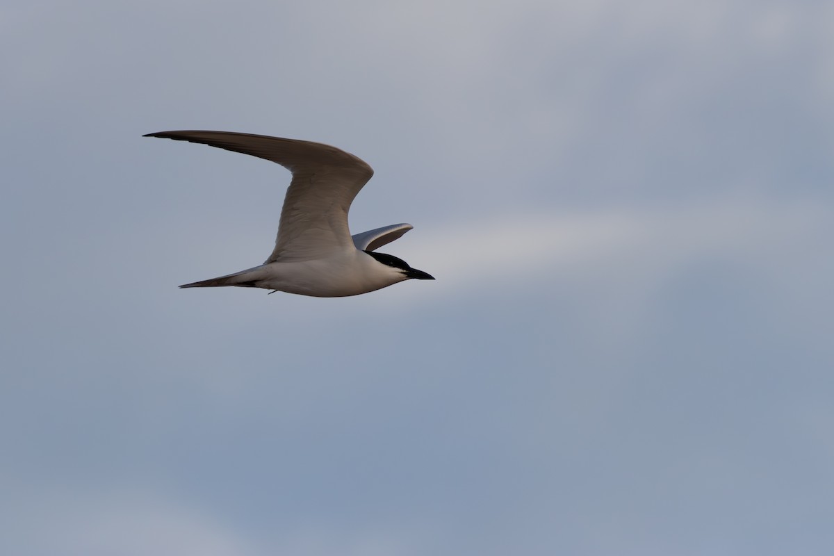 Gull-billed Tern - ML620801669