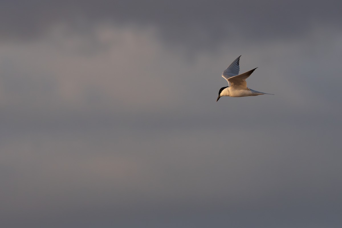 Gull-billed Tern - ML620801670