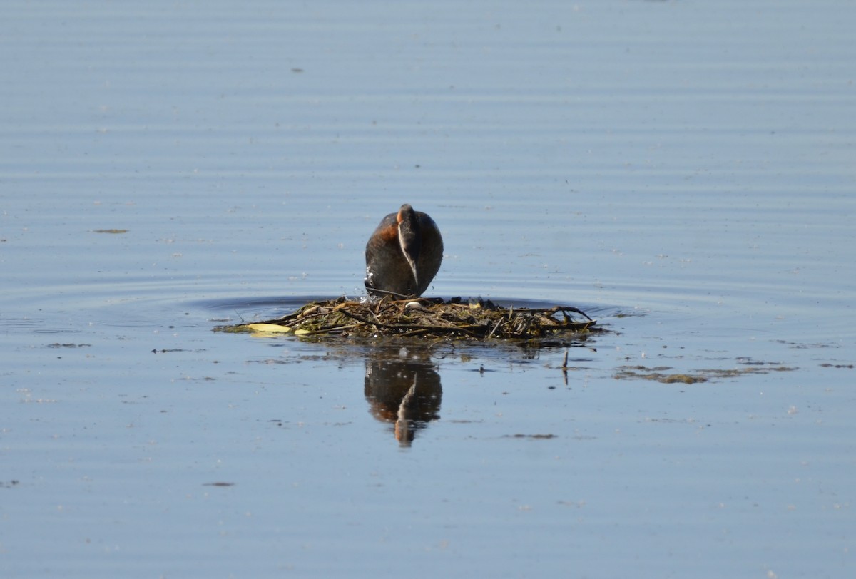 Red-necked Grebe - ML620801671