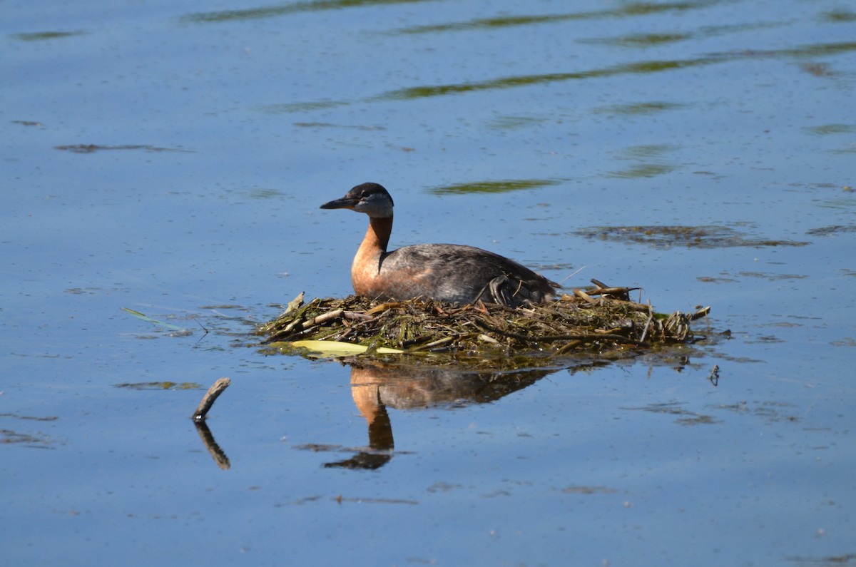 Red-necked Grebe - ML620801672