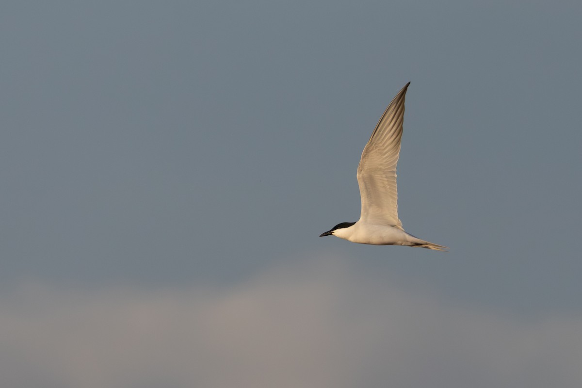 Gull-billed Tern - ML620801673