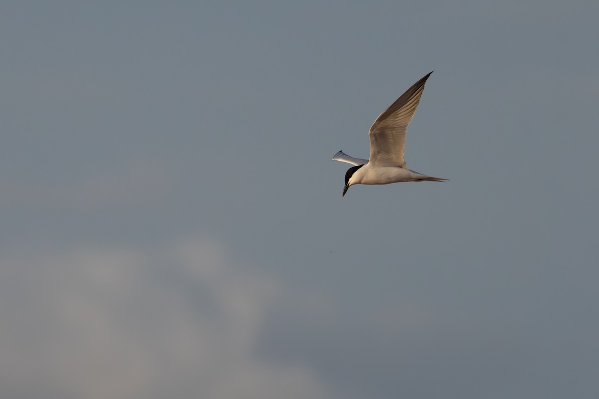 Gull-billed Tern - ML620801674