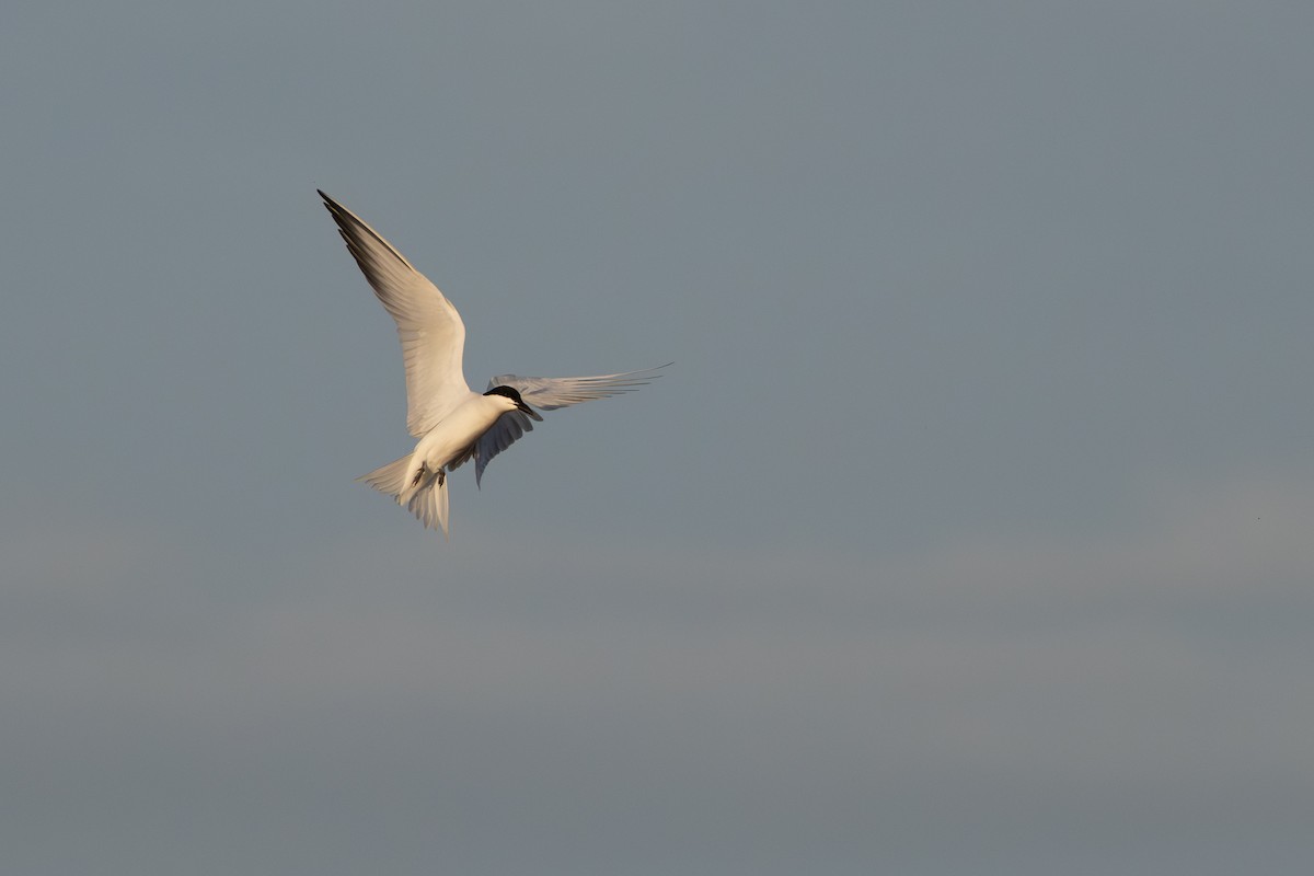 Gull-billed Tern - ML620801675