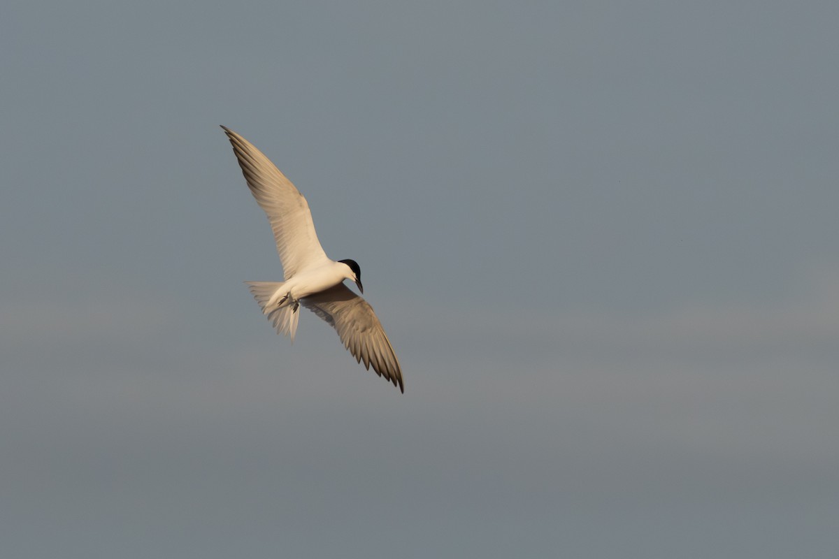 Gull-billed Tern - ML620801676