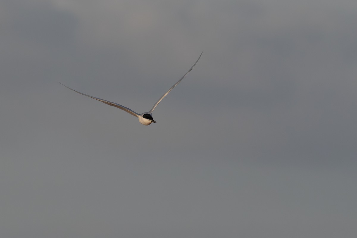 Gull-billed Tern - ML620801677