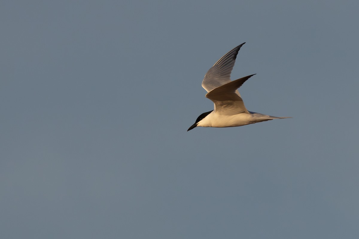 Gull-billed Tern - ML620801678