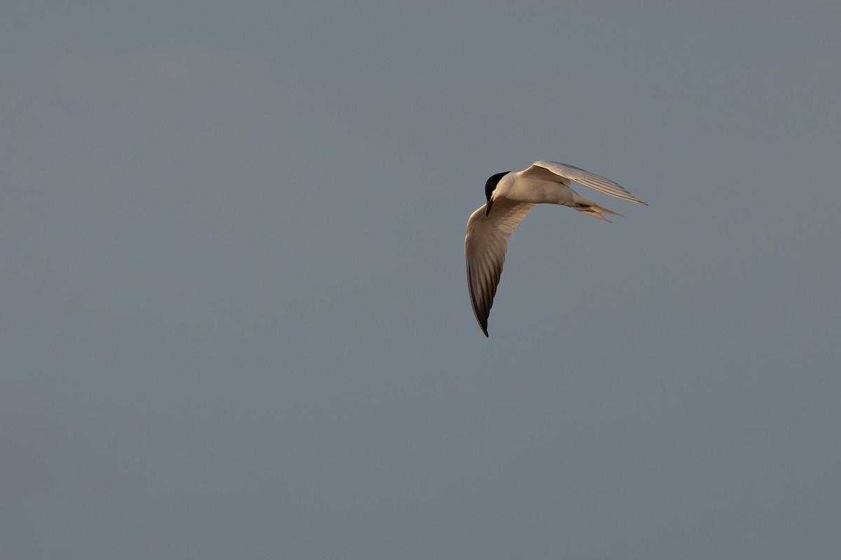 Gull-billed Tern - Alexander Thomas