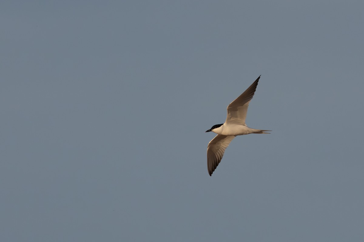 Gull-billed Tern - ML620801680