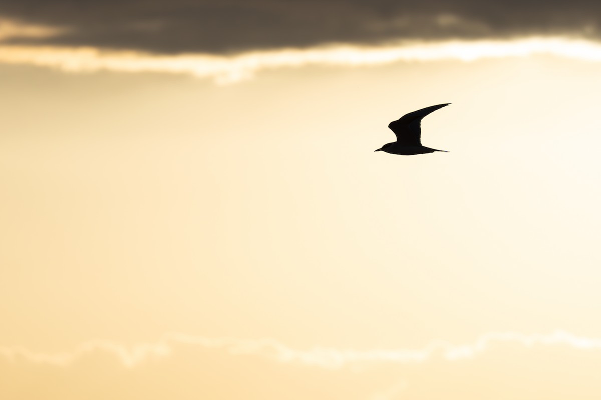 Gull-billed Tern - ML620801681