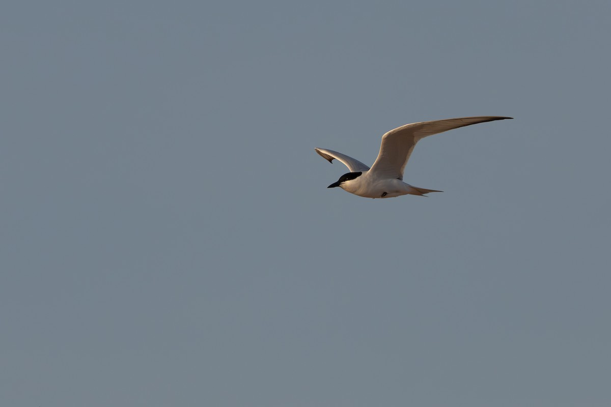 Gull-billed Tern - ML620801682