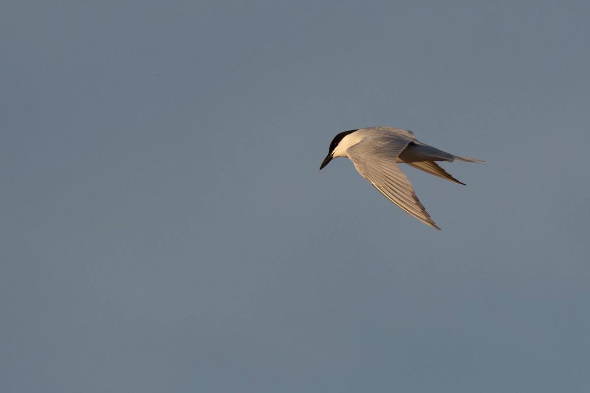 Gull-billed Tern - ML620801683