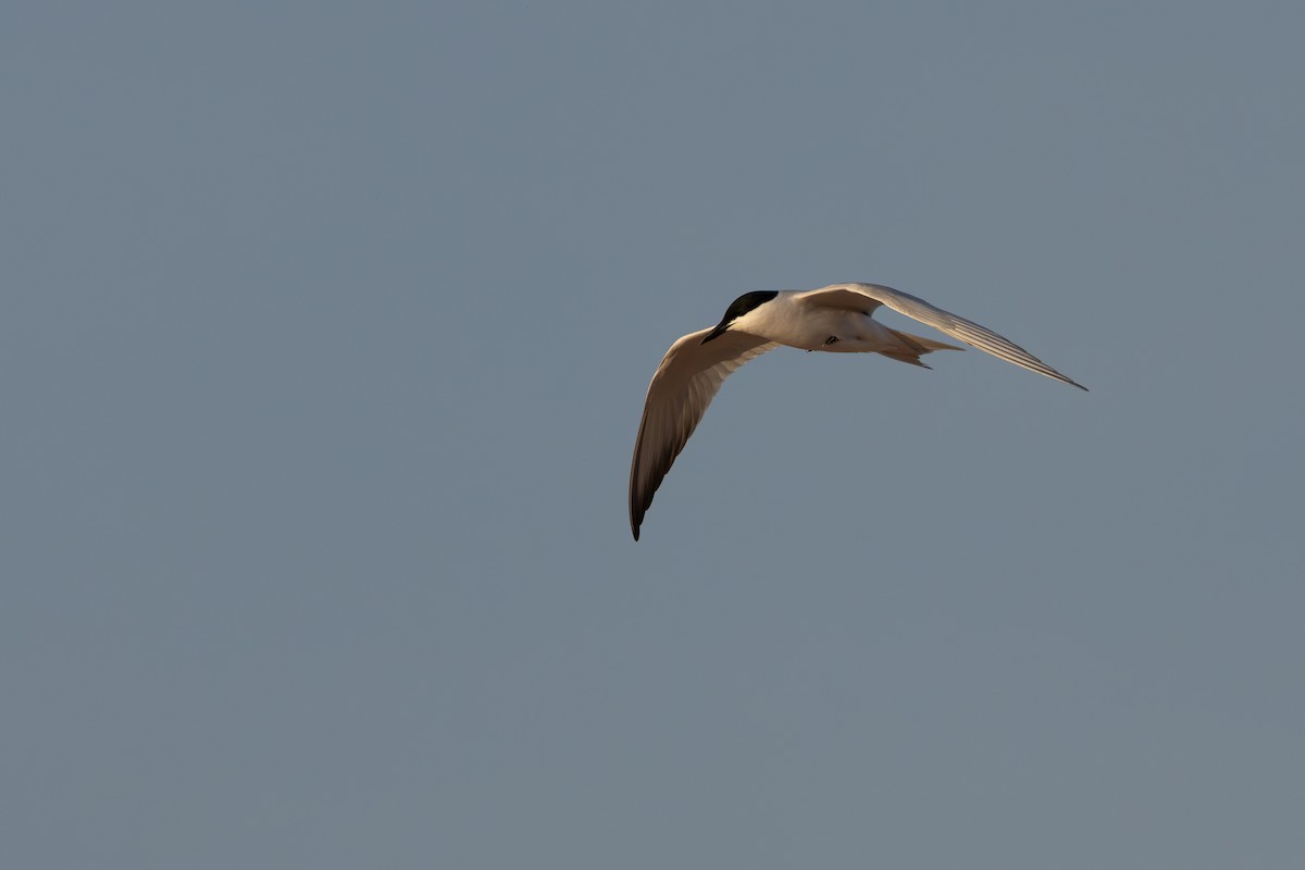 Gull-billed Tern - ML620801684