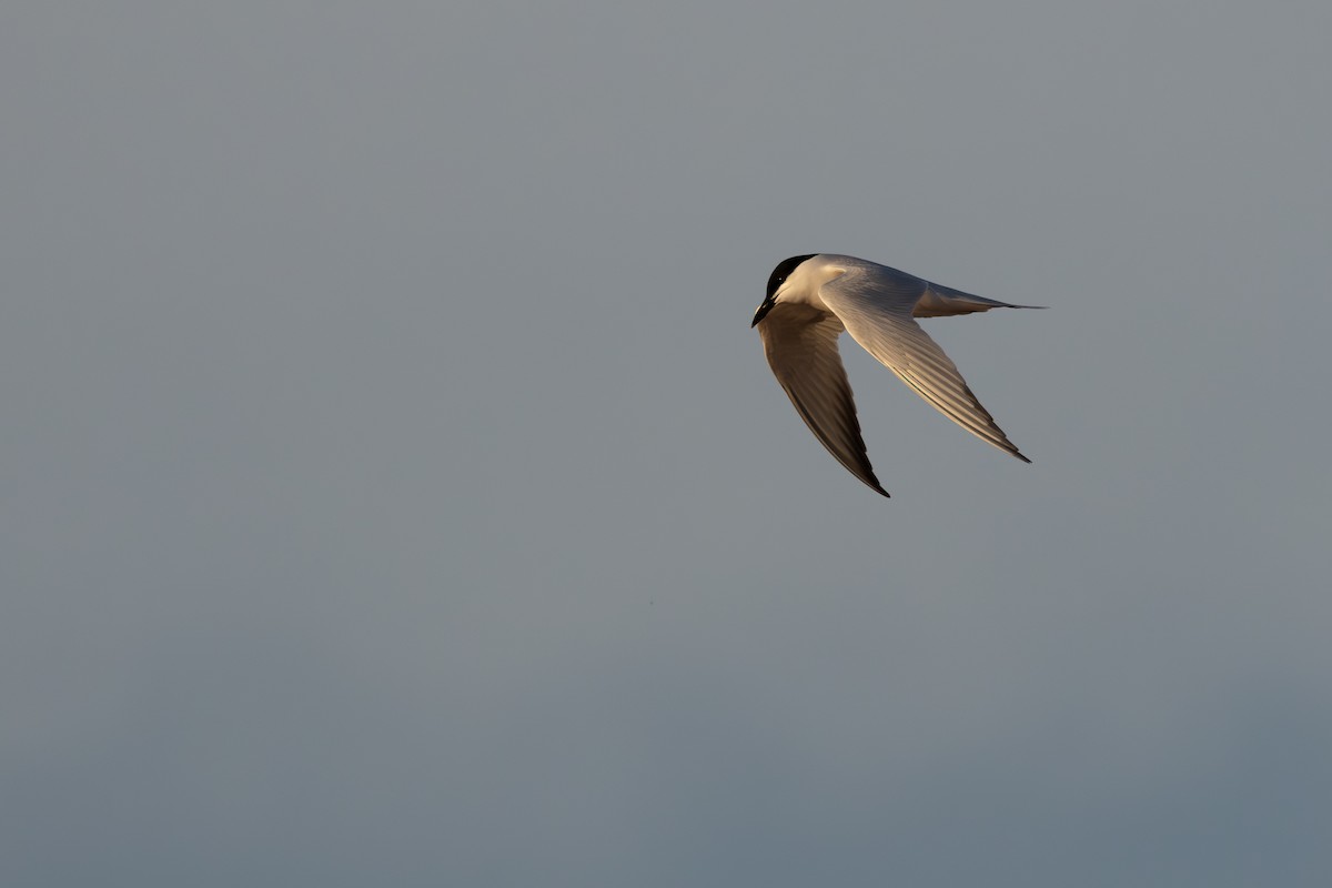 Gull-billed Tern - ML620801685
