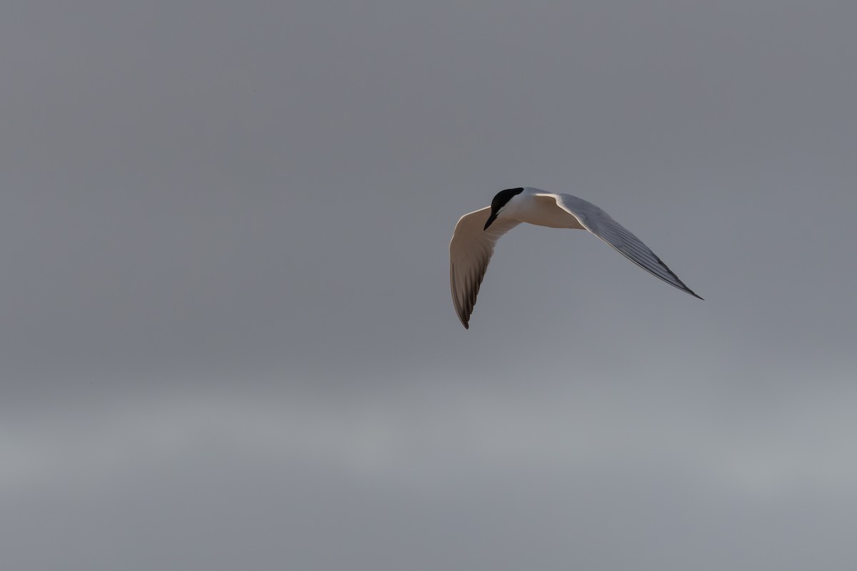 Gull-billed Tern - ML620801686