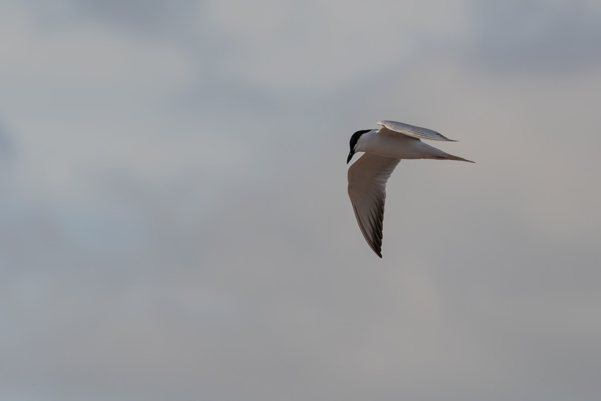 Gull-billed Tern - Alexander Thomas