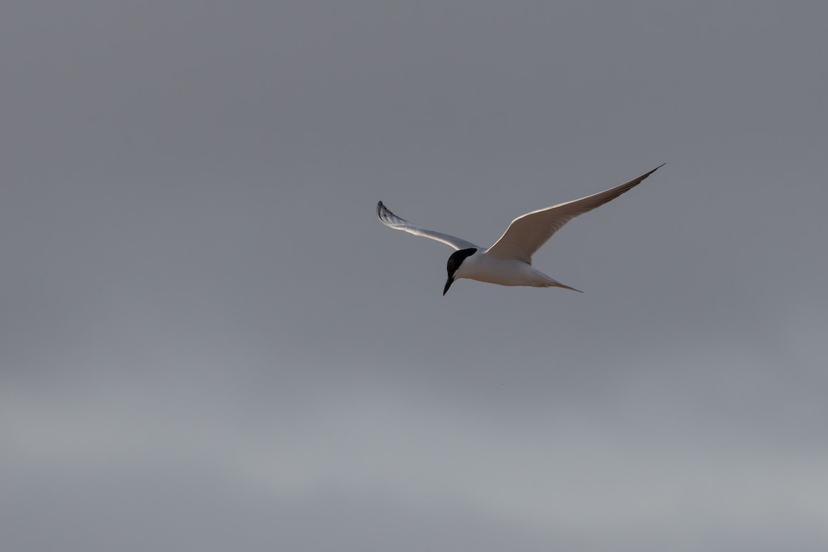 Gull-billed Tern - ML620801688