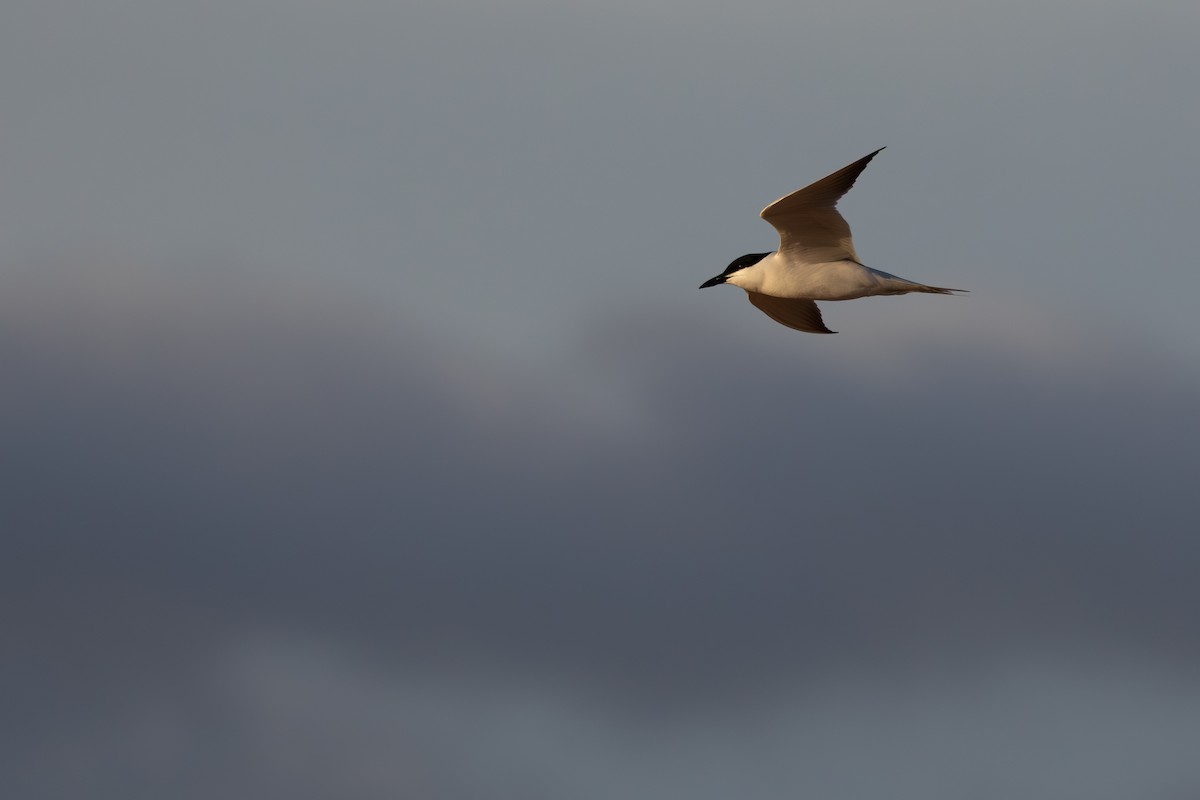 Gull-billed Tern - ML620801689