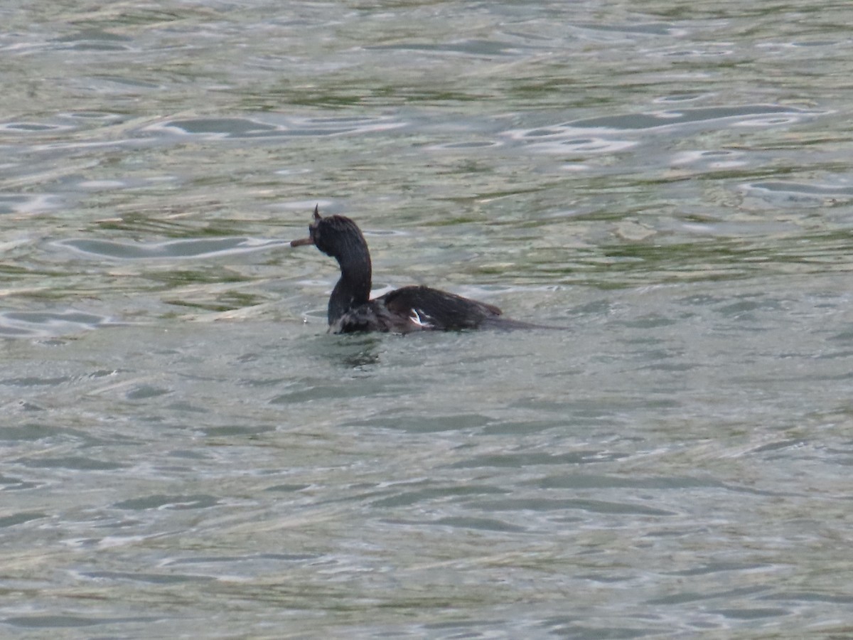 Cormorán Pelágico - ML620801695