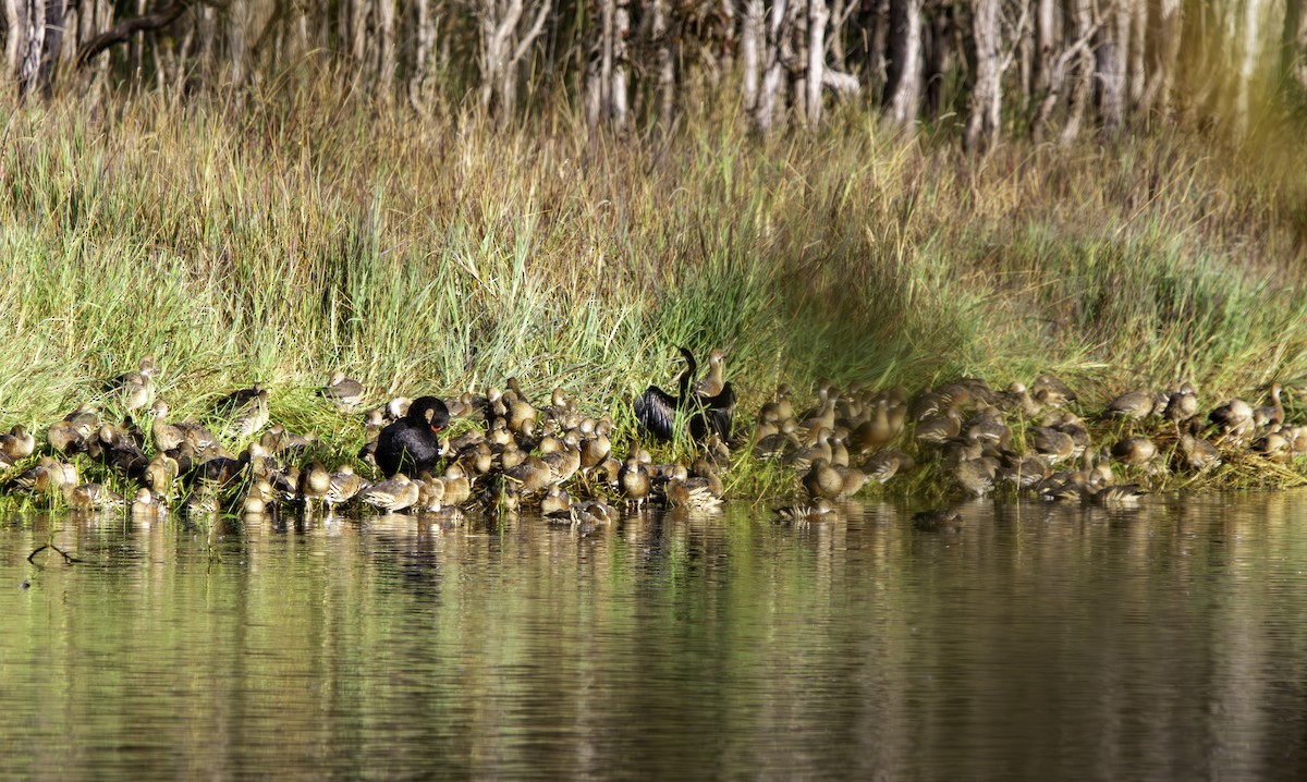 anhinga australská - ML620801706