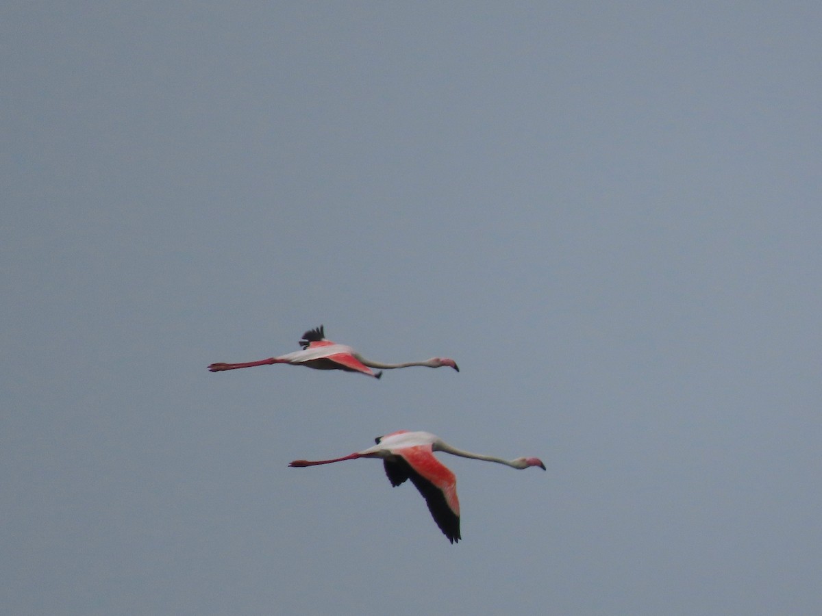 Greater Flamingo - ML620801722