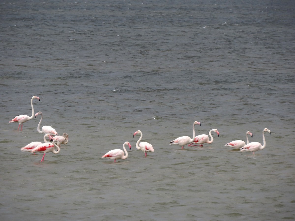 Greater Flamingo - ML620801723