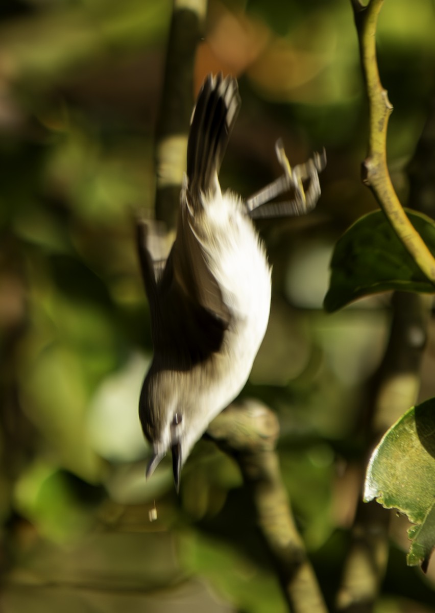 Brown Gerygone - ML620801747