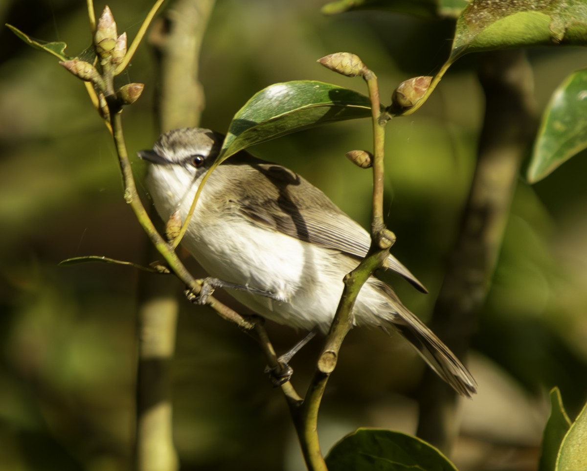 Brown Gerygone - ML620801748