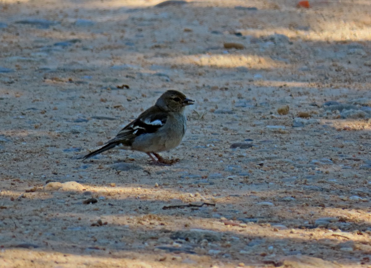 Common Chaffinch - ML620801757