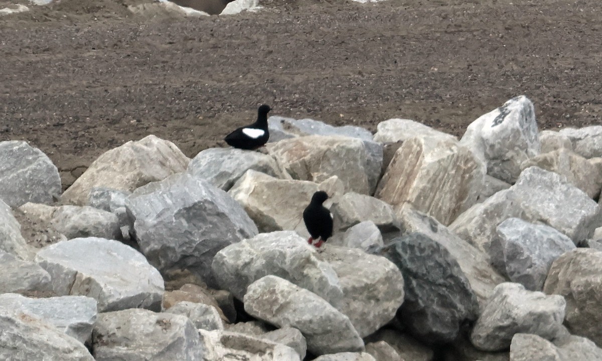 Black Guillemot - ML620801766