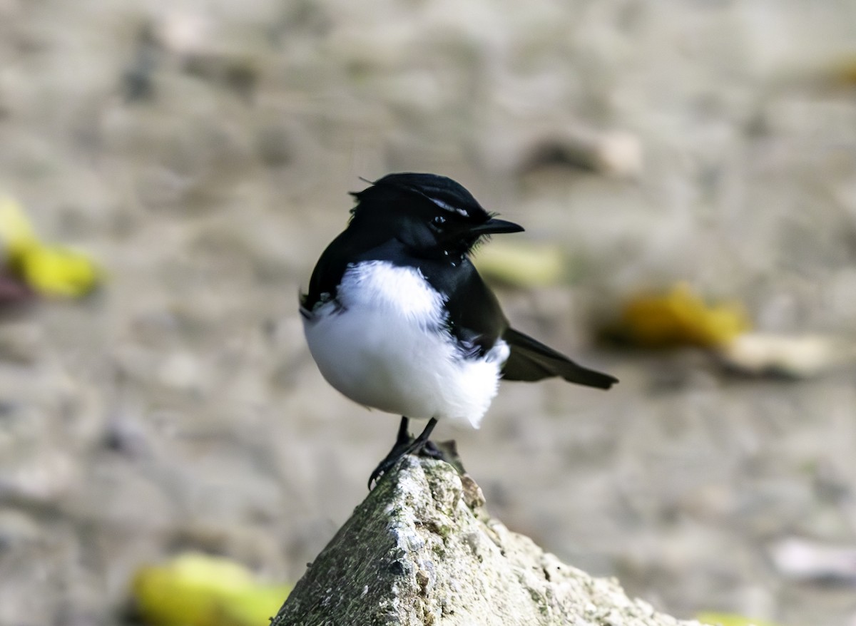 Willie-wagtail - ML620801774