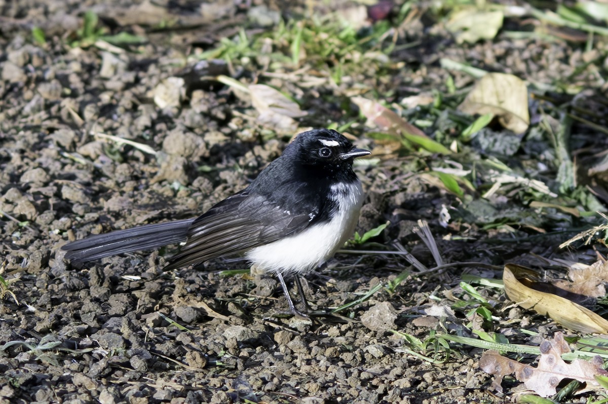 Willie-wagtail - ML620801775