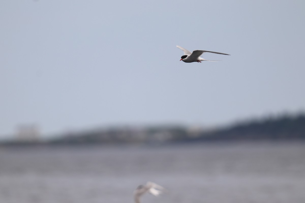 Arctic Tern - ML620801776