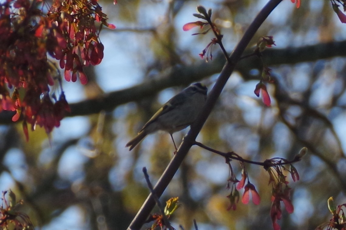 Golden-crowned Kinglet - Aidan Flinn