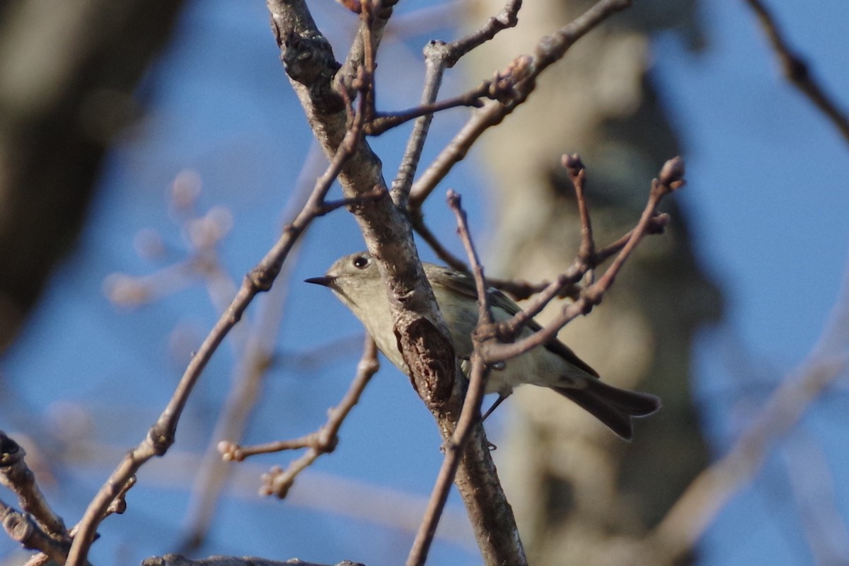 Ruby-crowned Kinglet - ML620801800