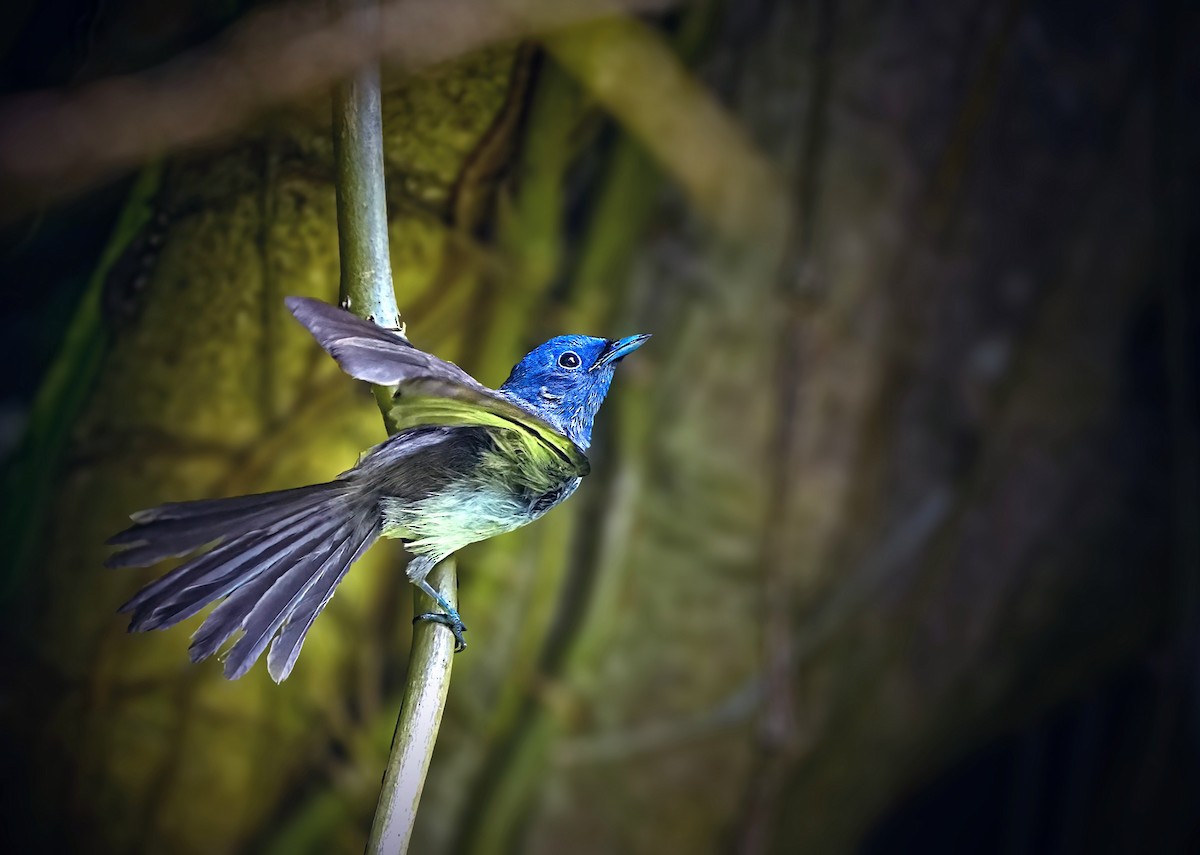 Black-naped Monarch - ML620801802