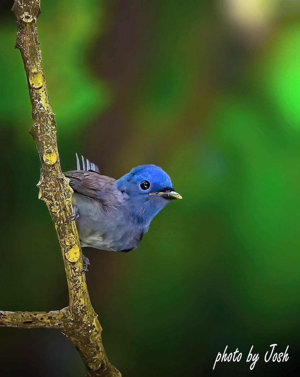 Black-naped Monarch - ML620801803