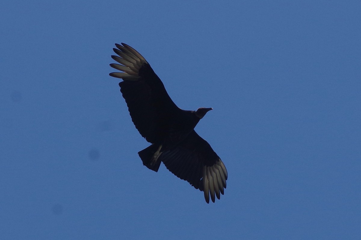 Black Vulture - ML620801815