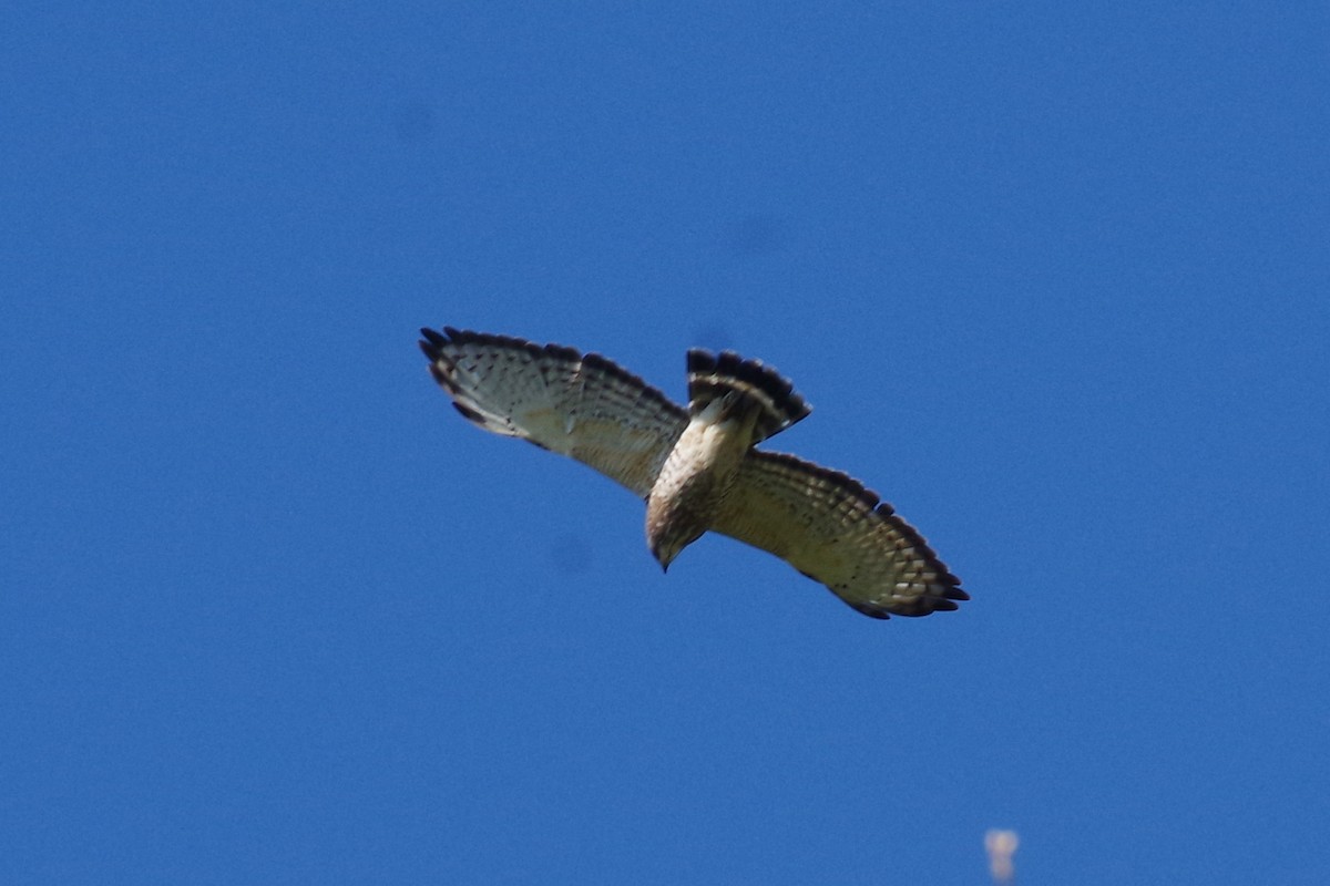 Broad-winged Hawk (Northern) - ML620801820