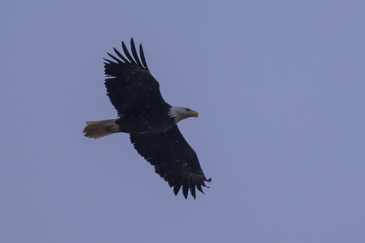 Bald Eagle - ML620801822