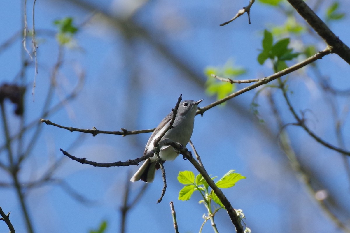 Blue-gray Gnatcatcher (caerulea) - ML620801823