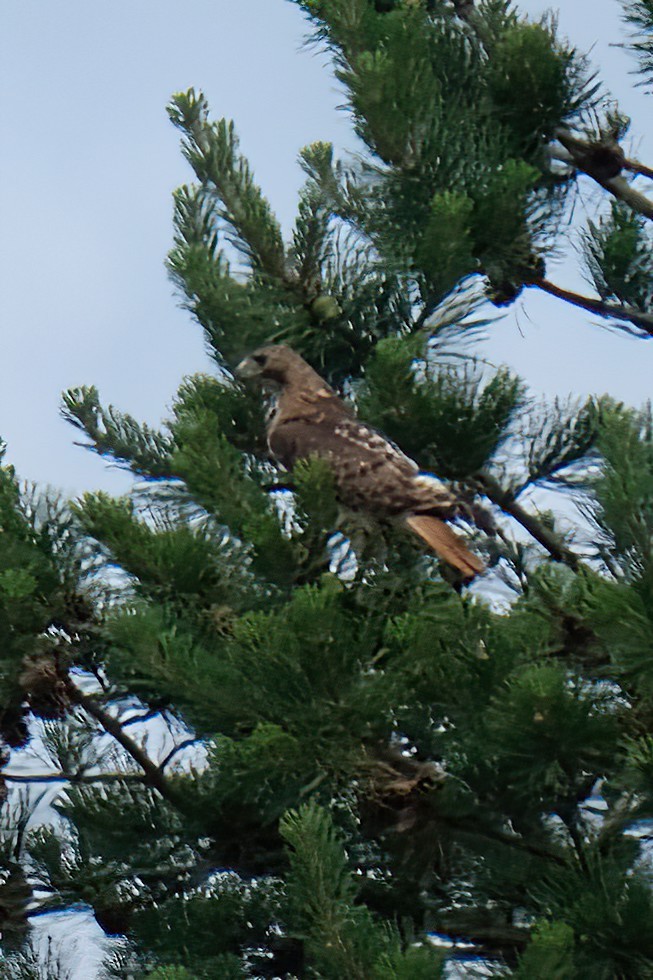 Red-tailed Hawk - ML620801825